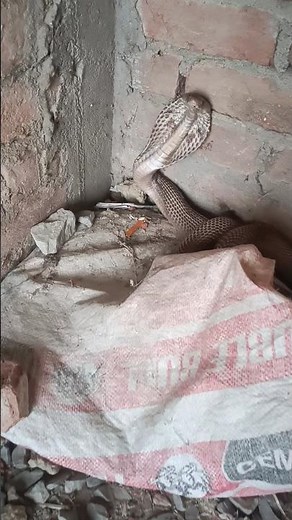 सांप के करीब जाते सांप ने डंस लिया😱