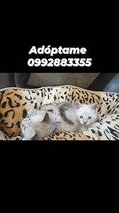 Recién rescatados de la calle (Guasmo) De 4 BBS quedan dos Somos ABBY(hembra) y TOSHI ( macho) BUSCAMOS HOGARES RESPONSABLES Tienen aproximadamente un mes DESPARASITADOS Amorosos Independientes Sin pulguitas Peluditos Juguetones Comen croquetas remojadas y Comida húmeda Van al arenero Más información al 0992883355 Compromiso de esterilización Se dan con Kit de bienvenida | Adopción Animal Guayaquil - AG | Facebook