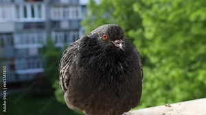 Angry dove swears, dove sings, pigeon closeup portrait, bird on the window, rainy day, pigeon beautiful portrait, pigeons eyes in macro
