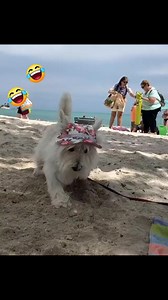 🤣🤣🤣🤣🤣 . . . . . . . . Dog . #West #Highland #White #Terrier | West Highland White Terrier
