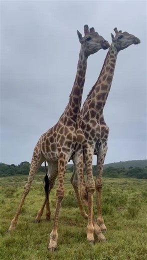 9.4K views · 234 reactions | The neck of a male giraffe acts as a powerful weapon in fighting for dominance. They swing their long, heavy heads to strike their rivals. The outcome from these battles are usually clear - once one giraffe is defeated it withdraws without further resistance. Thanks to guide Kathleen for the footage. #giraffe #necking #dominance #wildlife #safari #nature #travel #easterncape #southafrica #kariegagamereserve | Kariega Game Reserve | Facebook
