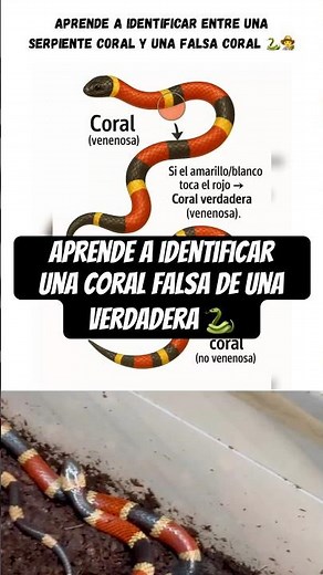 Learn to identify a fake coral snake from a real one 🐍
