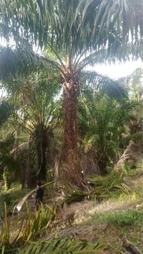 kawan bagini la cari nafka