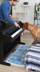 Ruby Gets Piano Lessons | Ruby the Labrador