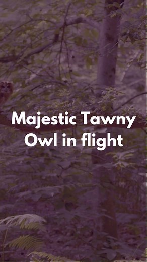 1.5K views · 15 reactions | wny owls are probably Britain's best known woodland bird. The familiar call of the male and female, a sort of back and call, is distinct. Egg laying normally occurs in mid to late March, depending on the harshness of winter. Young owls will still be dependent on parents for food up to 12 weeks after leaving the nest. #DiscoverNationalParks #SouthDowns #Owl #Owls #Wildlife #Nature #Bird #BirdsOfInstagram #Spring #Springtime | South Downs National Park | Facebook