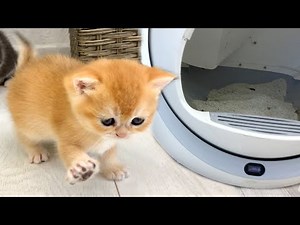 Mother cat shows baby kittens where the automatic toilet is