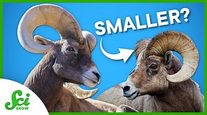 5 ways humans are influencing species evolution