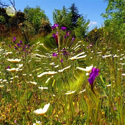 G E N T L E - B R E E Z E 🌿🌷 Spring Morning Meditation
