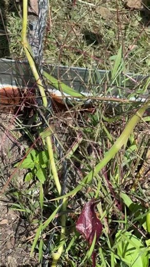 Raised Beds vs In Ground Gardening. Which do you prefer? #garden #raisedbeds #homestead #help