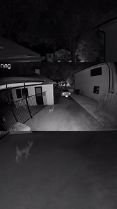 1M views · 72K reactions | A perfect little “coyote” camped out in their backyard — wait till you hear who sent him their way ️ Chelsea and Steven shared how a mystery animal appeared on their Ring cam — and why they think he was sent for a reason 冀 Follow along with Chelsea & Yote on Instagram: thedo.do/yotethedog and TikTok: thedo.do/chelsea_nicole_1. | The Dodo | Facebook