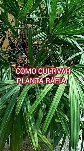 PLANTA RÁFIA COMO CULTIVAR #PLANTARAFIA