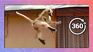 Baboons are among the most curious animals in the African bush, and they'll take that curiosity straight to your overnght accomodations. | Wildlife Protection Solutions