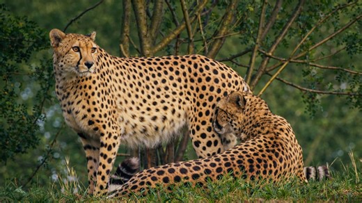 Hidden camera reveals a quiet moment between a cheetah and its cub