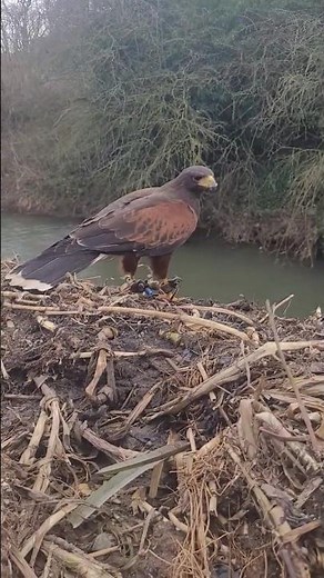 Hunting with a Harris Hawk #falconry #birds #birdsofprey #hunting #harrishawk