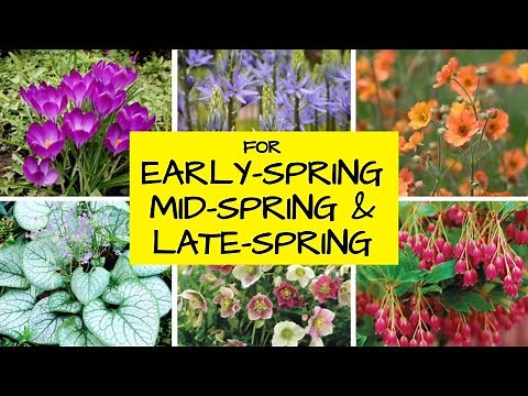 15 Spring Garden Flowers That NEVER Disappoint