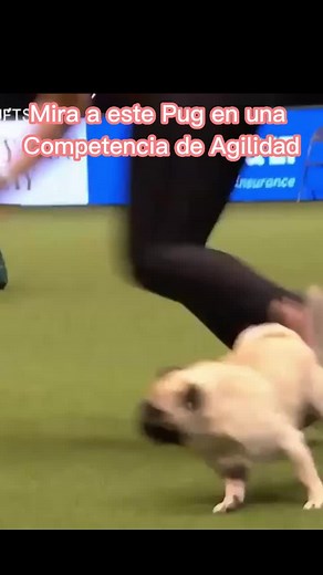Un Pug 🥹 #pug #dogsoftiktok #agility #perros #mascotas #animal