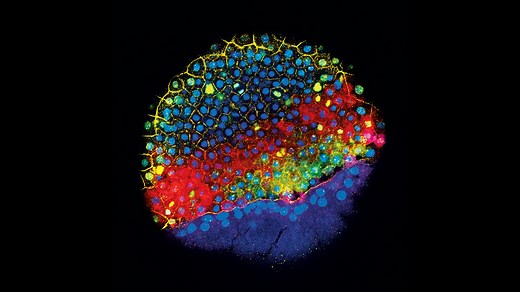Science’s 2018 Breakthrough of the Year: tracking development cell by cell
