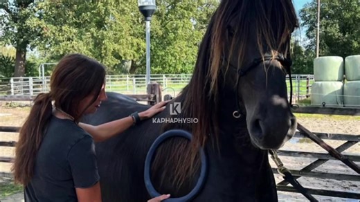 PMST Loop PMS PEMF MAT Professional Horse Magnetic Therapy Machine With Single Loop and Butterfly Loop