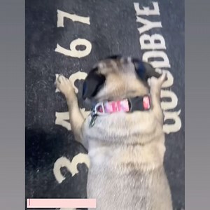 565 reactions · 14 shares | Tiny Paws Pug Rescue on Reels | Facebook