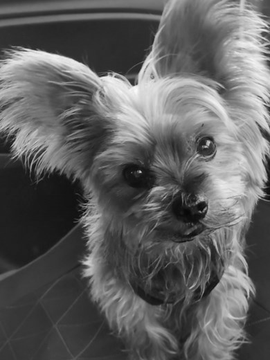 Weihnachten seid 2024 ohne dich & doch lässt der Schmerz niemals nach Du fehlst Benny Juni2012/Mai2024 🌈