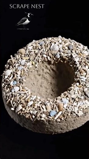 Learn bird nests by looking at structure, not just shape. #birds #nest #bird #wildlife #animals