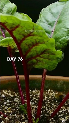 BEETROOT Growing From Seed - 110 Days Timelapse #satisfyingvideo