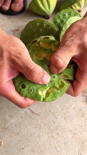 🪷 Harvesting Fresh Lotus Seeds! So Satisfying!