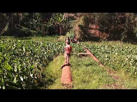 NATURE WALKS IN THE VILLAGE. 🐝🐞🌅A MUST SEE👀🫢