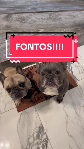 Fontos üzenet a kutyák és családról