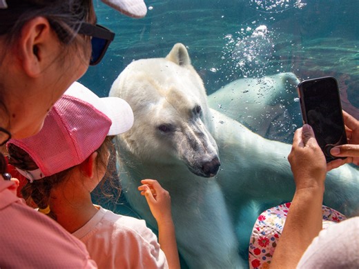 Wilder Institute/Calgary Zoo welcomes new polar bear to Wild Canada