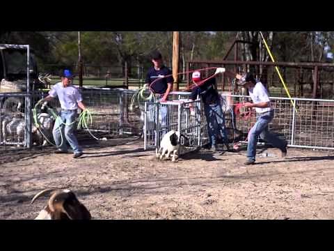 Goat roping with Quicksilver Arenas