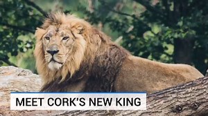 66K views · 714 reactions | A new male Asiatic Lion called Shanto has arrived at Fota Wildlife Park from Spain. He joins Gita and Gira, the two female lions who arrived in Fota earlier this year, and can be found in the new Lion Habitat in the wildlife park’s Asian Sanctuary. The Asiatic Lions at Fota Wildlife Park are to be part of the European Endangered Species Breeding Programme and it is hoped that the lions will breed in the future. | RTÉ News | Facebook