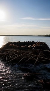 1.6M views · 4.8K reactions | Beaver Family Rebuild Their Home After Tragic Lightning Strike! #animals #nature #wildlife | Paul & Friends | Facebook