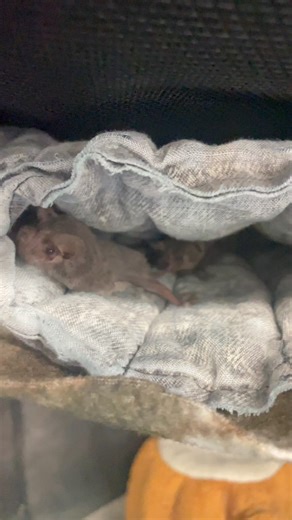 This is Kneely! Kneely is a rescued Mexican free-tail bat that has been with us for a few years now, and is thriving despite his previous injuries. When he was rescued, he had suffered not only a broken knee, (hence the name) but also a broken wing which sadly had to be amputated. Regardless of his circumstance, Kneely always keeps a smile on our faces and he hopes to give you a smile today as well. 🦇❤️ | Bat World Sanctuary