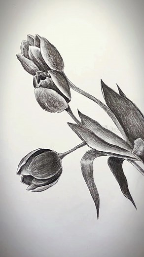 Tulip Drawing #tulipdrawing #flowerdrawing #drawing #drawingtutorial #pencildrawing #art #fyp #foryou