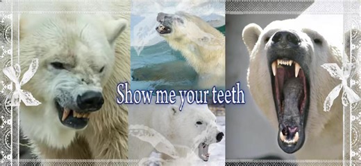 Polar Bear Love: Share Your Teeth!