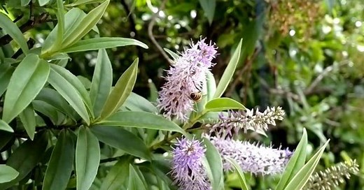 Nokia 808 PureView sample photos and video