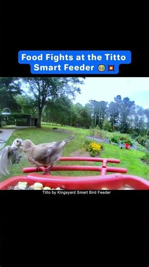 The Smart Camera Records All the Exciting Moments at Your Feeder. 😆 ✨#Titto #Smartbirdfeeder #Birds