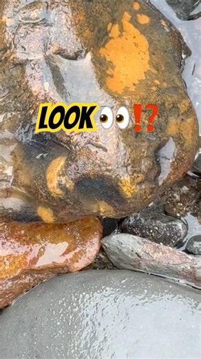 Spot The Rockhound’s SURPRISE? #beachfinds#rockhounding#lymeregis