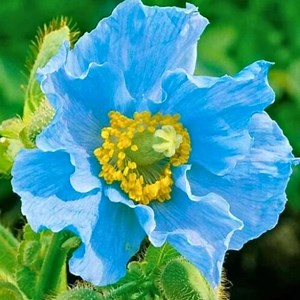 Blue Poppy Himalayan Blue Meconopsis Perennial Flowering, 200 Seeds Fast Shipping - Etsy