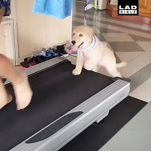2.1M views · 33K reactions | I need to get myself a gym buddy like this  | LADbible | Facebook