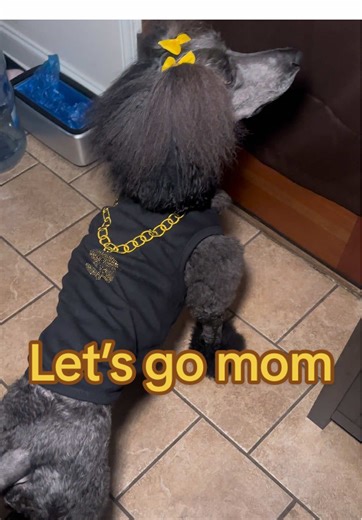 Adventures with My Standard Poodle Zoey