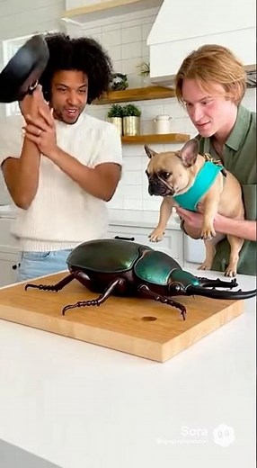 giant bug-shaped cake with a pan #funny #cute #frenchbulldog