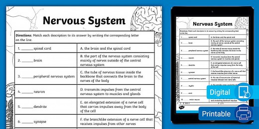 Sixth Grade Exploring the Nervous System Matching Worksheet