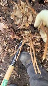 transplanting raspberries