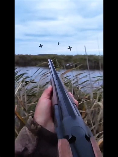 Тихая охота, один выстрел в гуся 🎯#birdshunt #охота#duckhunt
