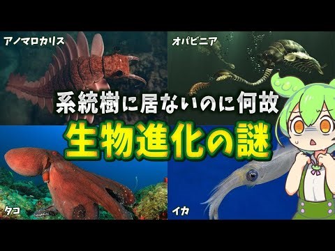生物の謎７選！ある日突然現れた系統樹にいない謎の生物【総集編】
