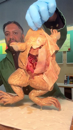 Frog Dissection Insights: A Classroom Experience