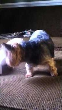 Yorkie collapsed trachea