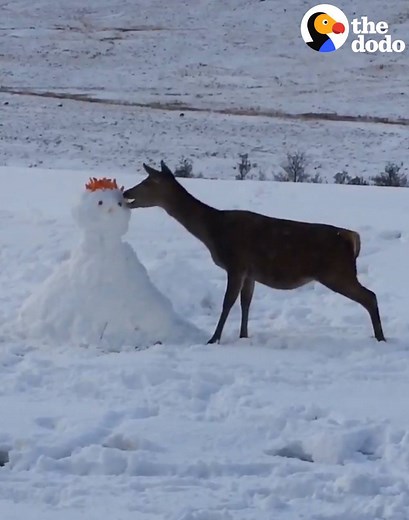 2M views · 53K reactions | This little deer came across the cutest snowman — and decided he was DELICIOUS ⛄ | The Dodo | Facebook